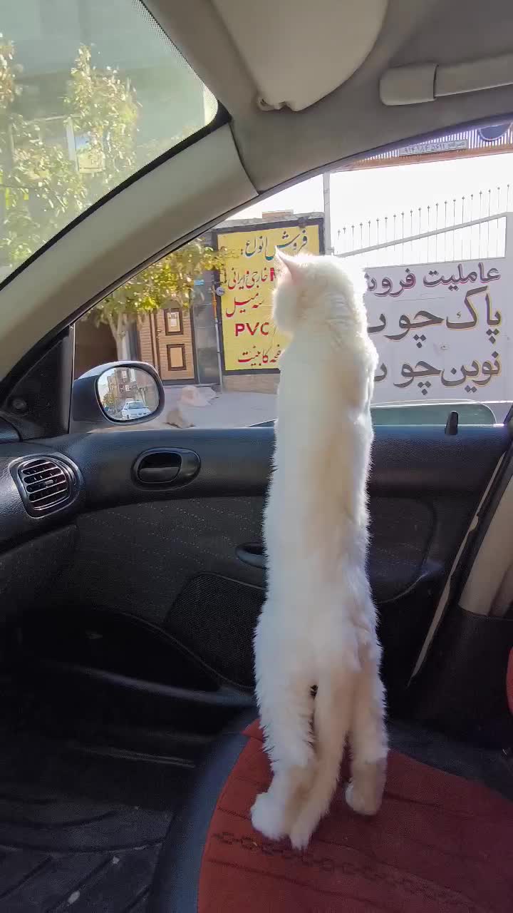 واگزاری به دلیل اقامت ارمنستان|گربه|بوکان, |دیوار