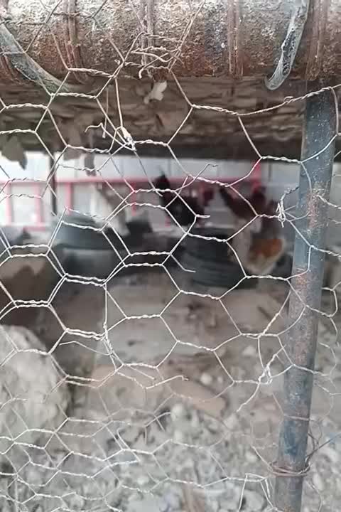 فروش مرغ و خروس وسیکا|حیوانات مزرعه|بندر دیر, |دیوار