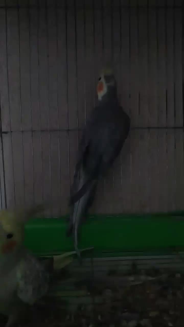 عروس هلندی نروماده تخم گذار|پرنده|پاکدشت, پاکدشت (مامازند)|دیوار