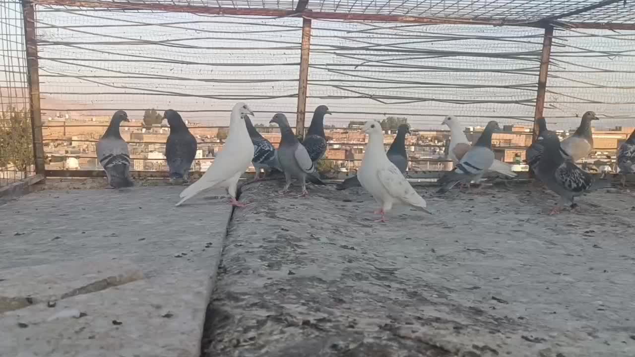 ماده مسافتی|پرنده|شیراز, نصر|دیوار