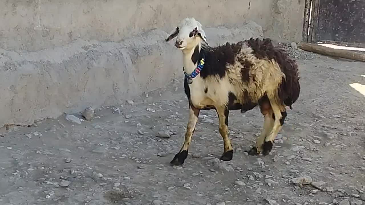 بره قوچ پلنگی میش بز|حیوانات مزرعه|نهاوند, |دیوار