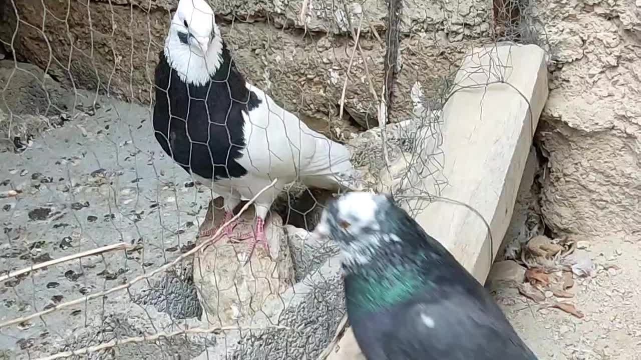 کبوتر|پرنده|برازجان, |دیوار