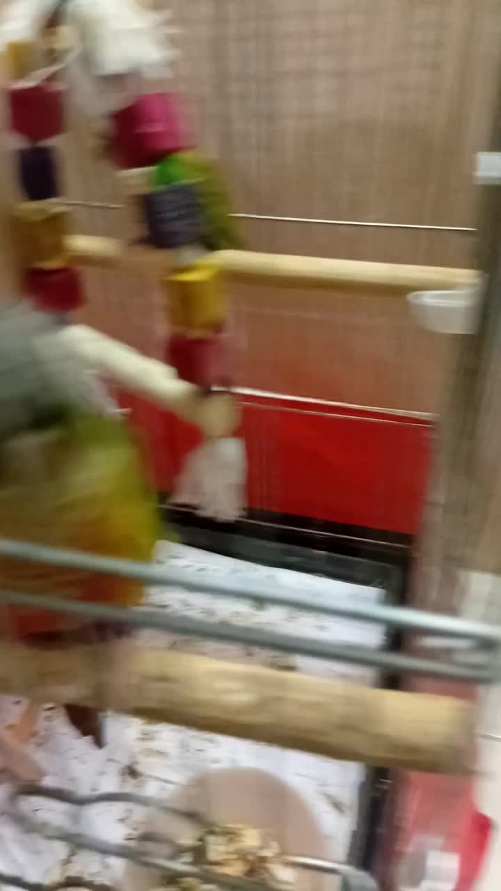 پرنده|پرنده|فشاپویه, |دیوار