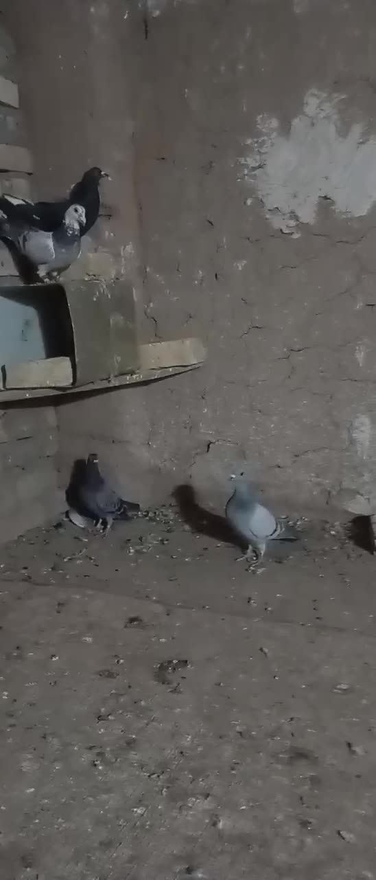 3 عدد کفتر معاوضه|پرنده|درمیان, |دیوار