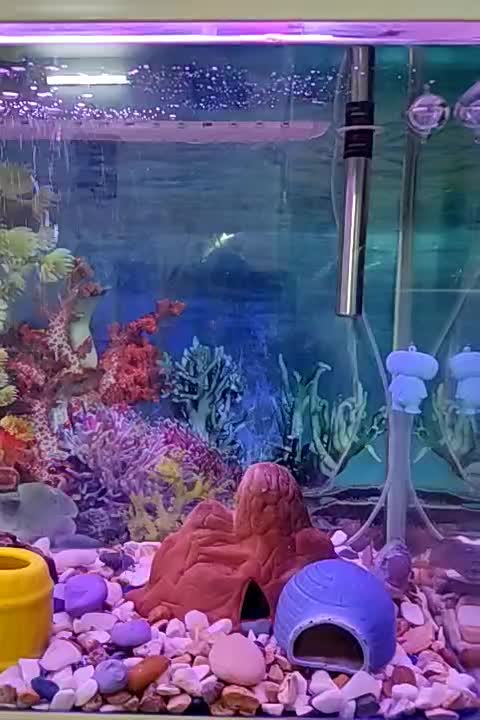 آکواریوم ماهیران|ماهی|اراک, |دیوار