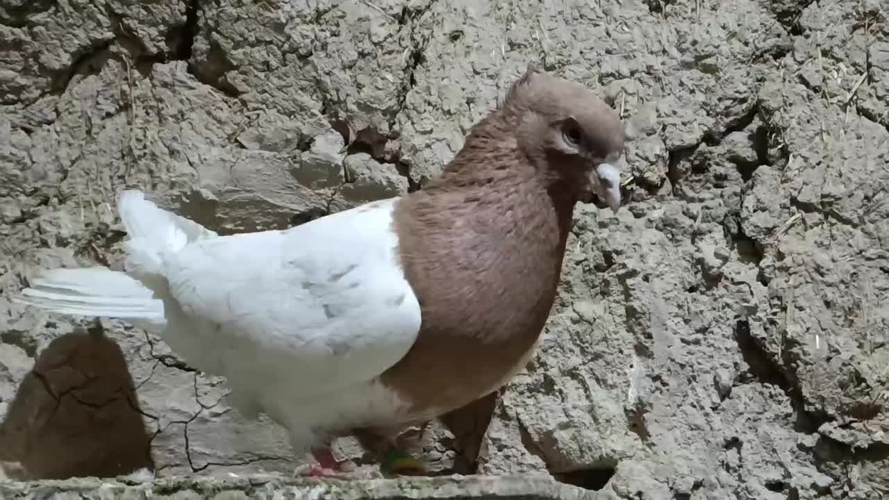 کله زرد|پرنده|زاغه, |دیوار