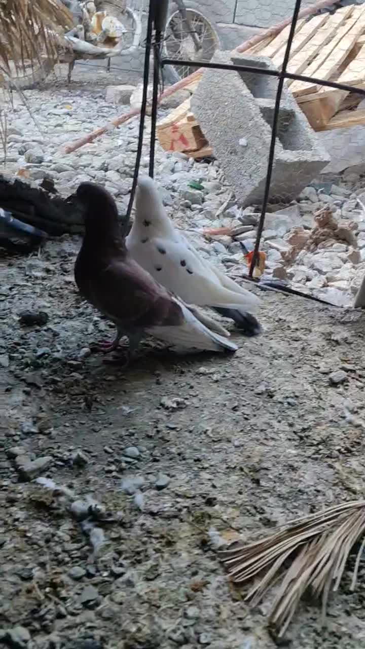 ۹ عدد کفتر کبوتر نرو ماده|پرنده|کهنوج, |دیوار