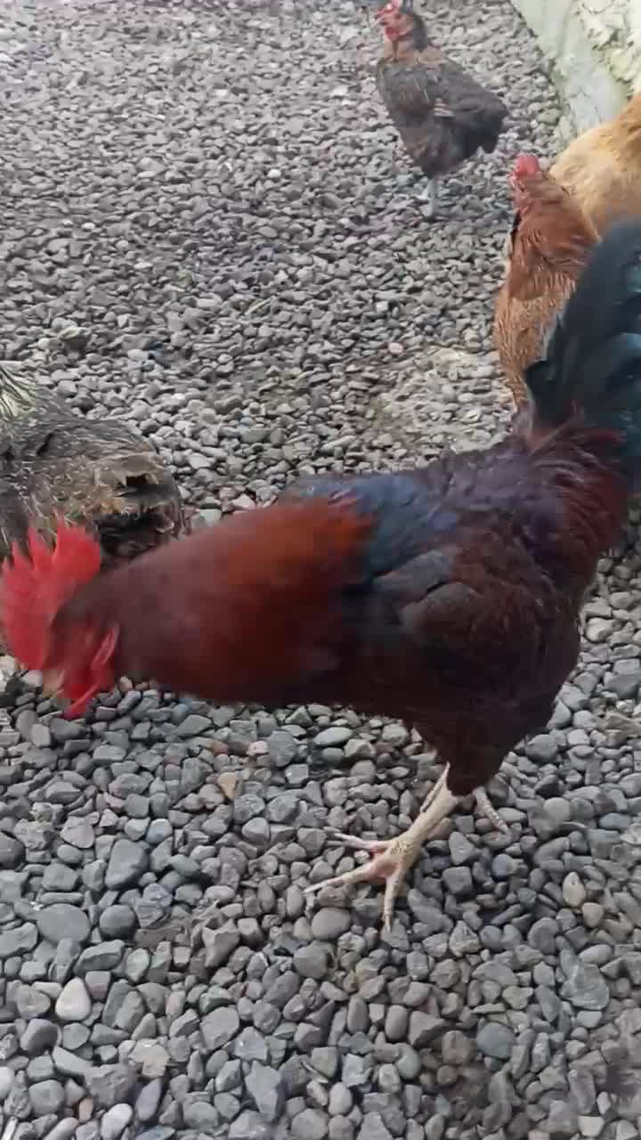 خروس محلی دورگه درشت|حیوانات مزرعه|رشت, آب آسیاب|دیوار