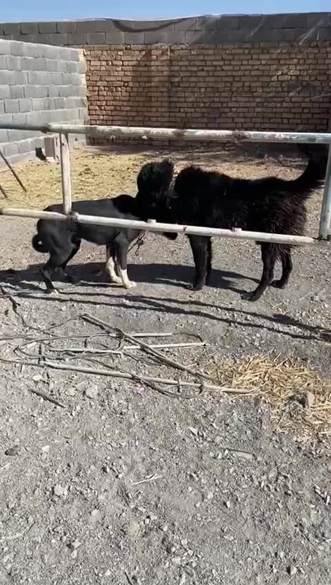 واگزاری سگ قهدریجان|سگ|رودشت (اصفهان), |دیوار