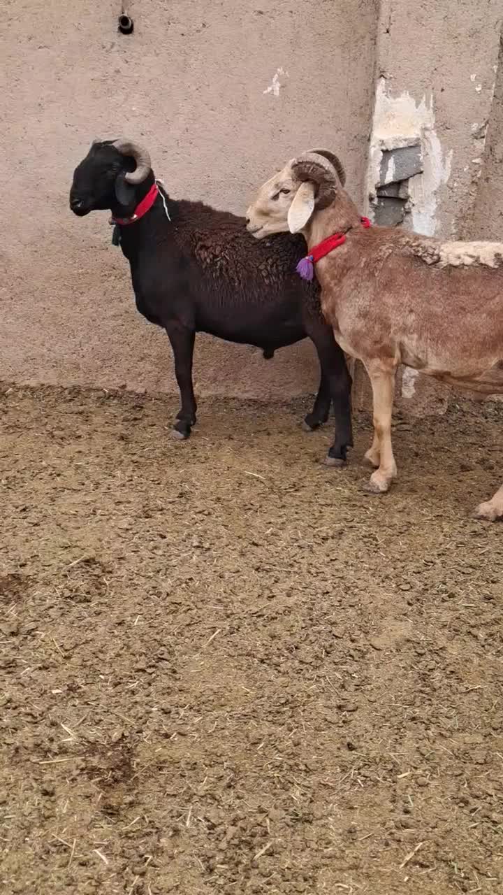 ۲راس عروسک چینی|حیوانات مزرعه|مرودشت, تخت جمشید|دیوار