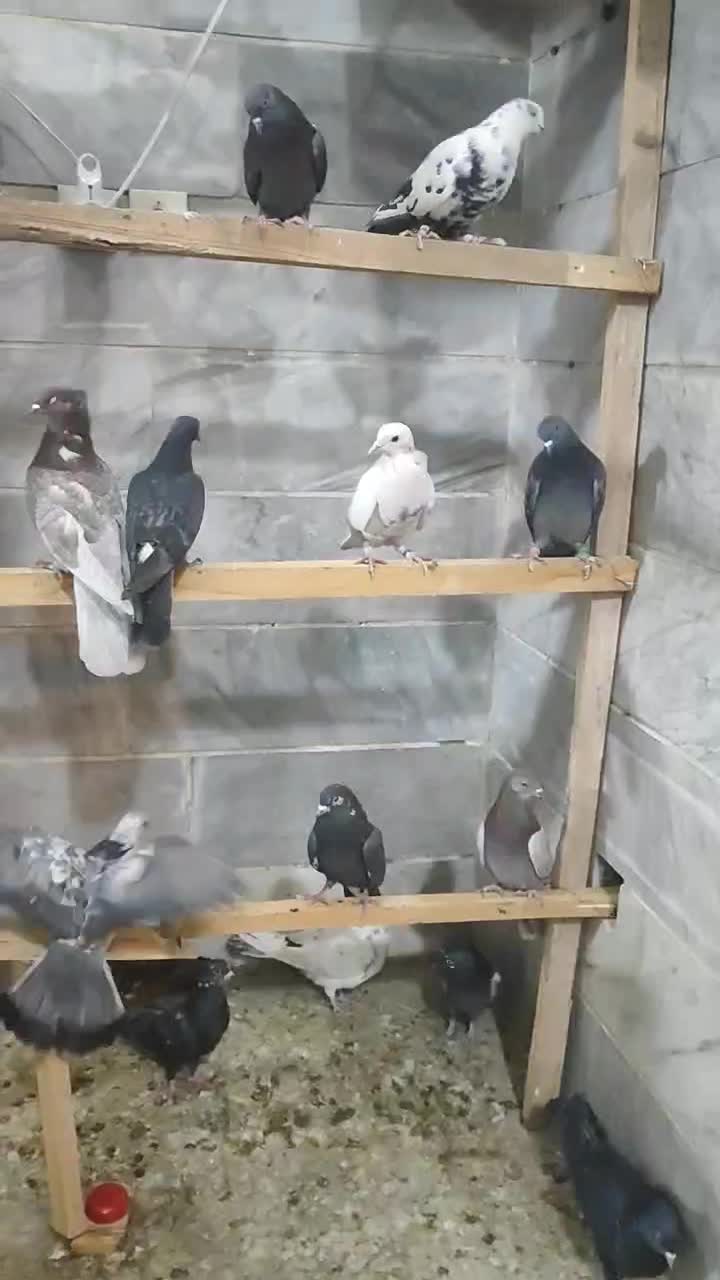 بار جدید کفتر تهران رسید|پرنده|چهارباغ, |دیوار