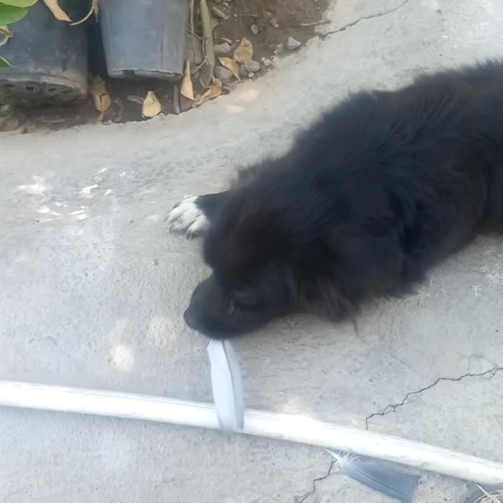 سگ پاکوتاه گم شده|سگ|عنبرآباد, |دیوار