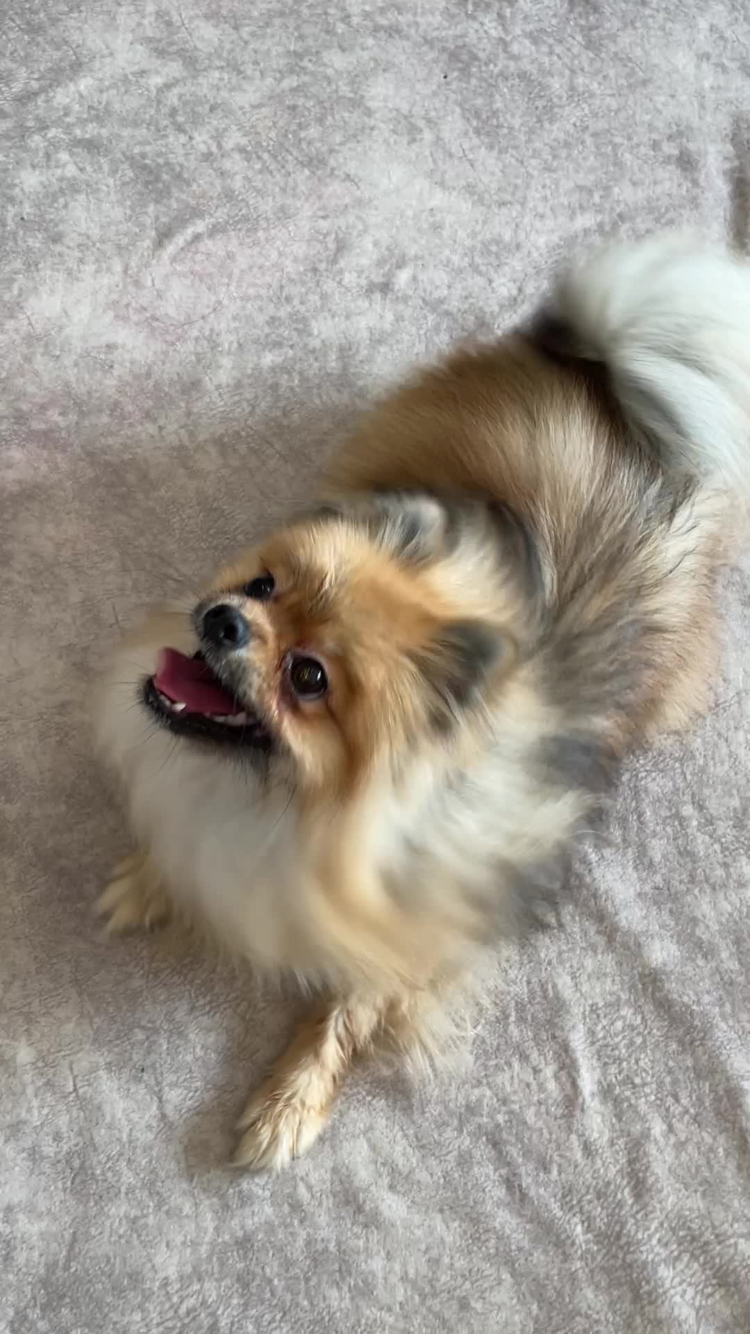 سگ پامرانین|سگ|تهران, گلستان (شهرک راه آهن)|دیوار