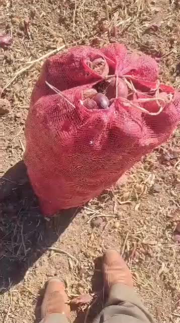 نگین و طلای ۲۴ عیار خوراکی|حراج|شیراز, زرهی|دیوار