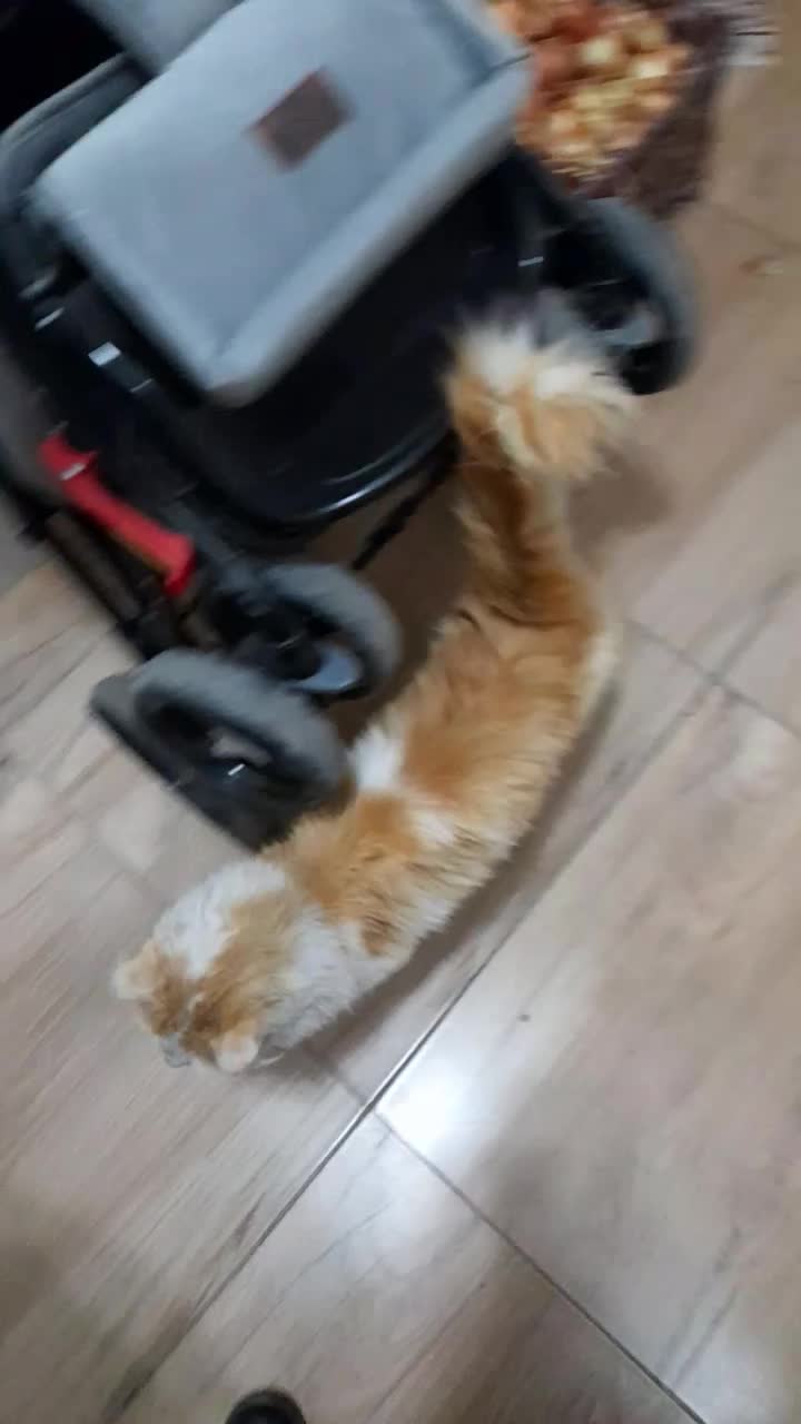 واگذاری گربه|گربه|میاندوآب, |دیوار