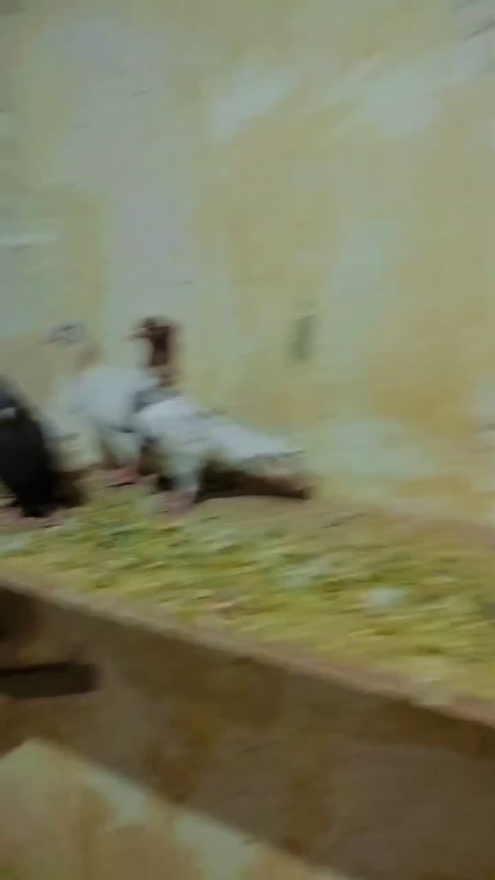 کبوتر|پرنده|الوند, |دیوار