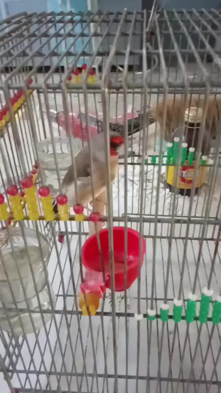 بدل کرمونی|بدلیجات|فسا, |دیوار