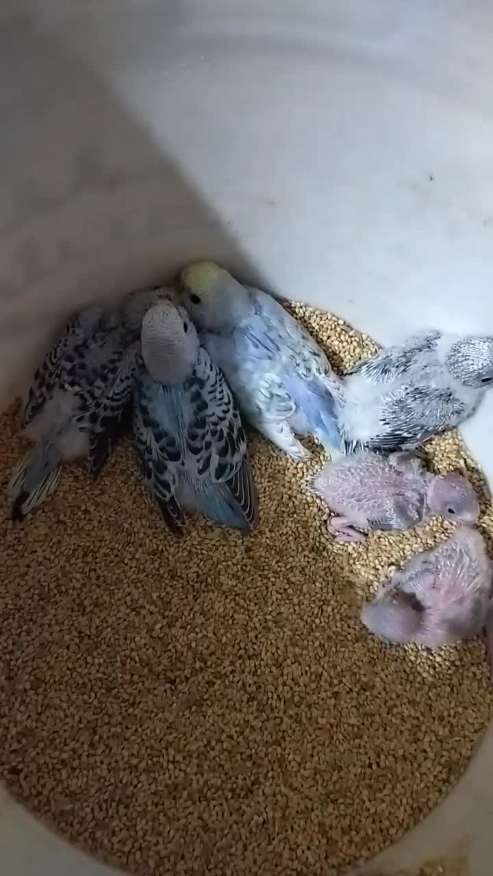 مرغ عشق رنگ خاص|پرنده|پائین جام, |دیوار