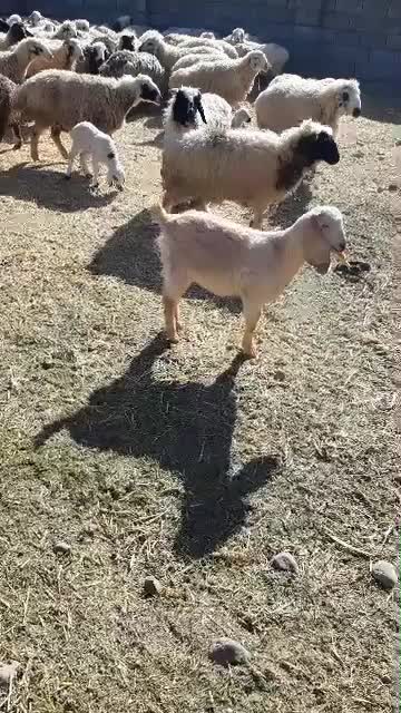 میش بره سالم جوان|حیوانات مزرعه|بردسیر, |دیوار