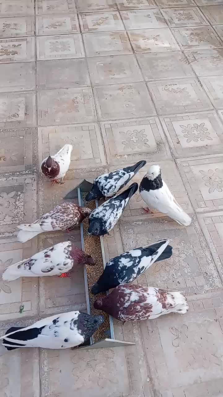 کبوتر|پرنده|کاشمر, |دیوار