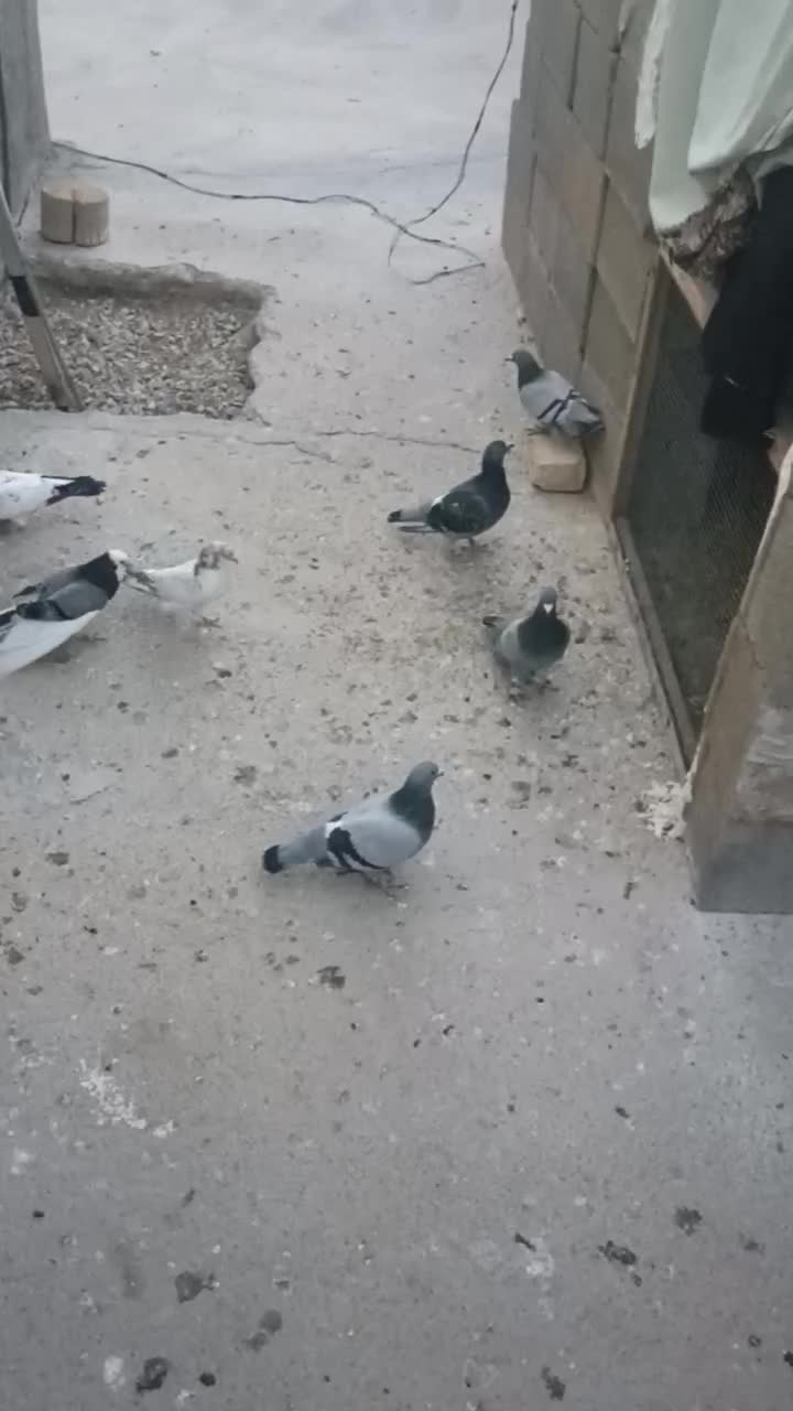 کبوتر|پرنده|بسطام, |دیوار