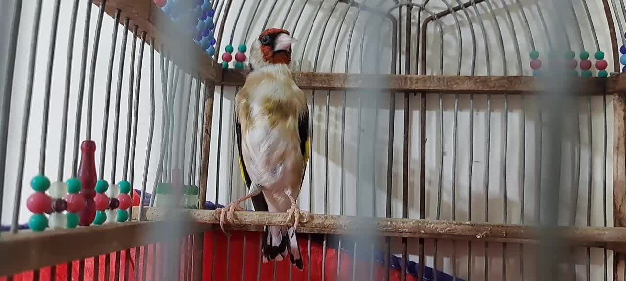 سهره|پرنده|ایذه, |دیوار
