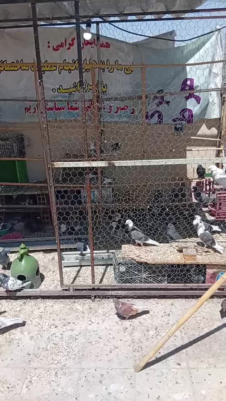 کفتر|پرنده|شهر ری, فیروزآباد|دیوار