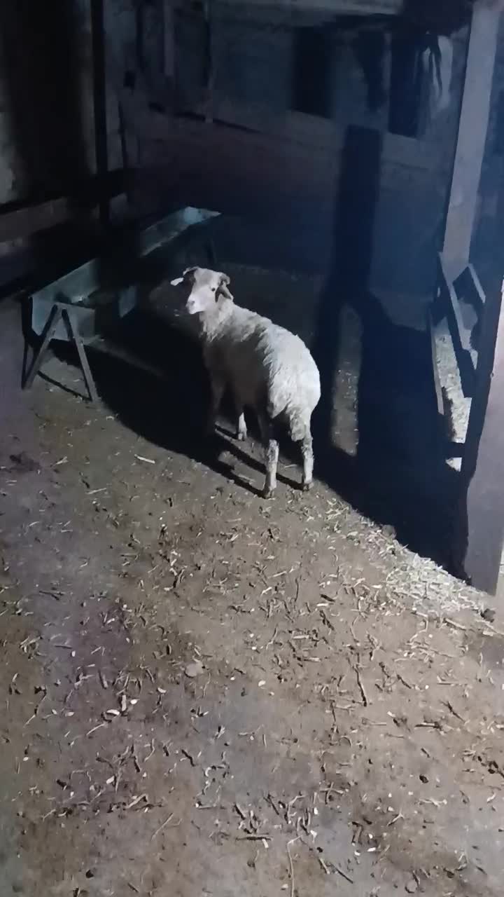 گوسفند بره نر|حیوانات مزرعه|پرهسر, |دیوار