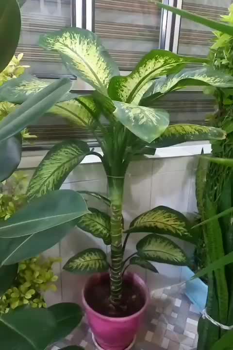 فروش گلهای دیفن|گل و گیاه طبیعی|فارسان, |دیوار