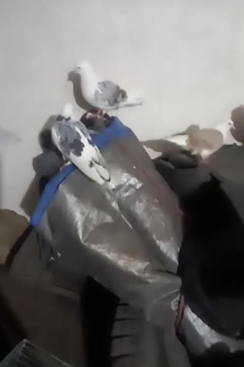 ۱۰ تا کفتر|پرنده|بروجرد, |دیوار