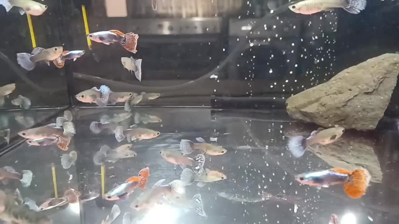 فروش و معاوضه|ماهی|تبریز, |دیوار