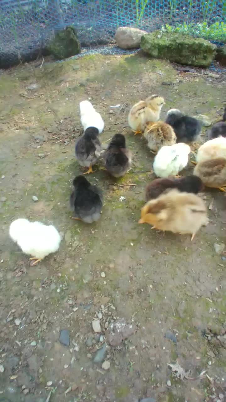 جوجه محلی|حیوانات مزرعه|فومن, |دیوار