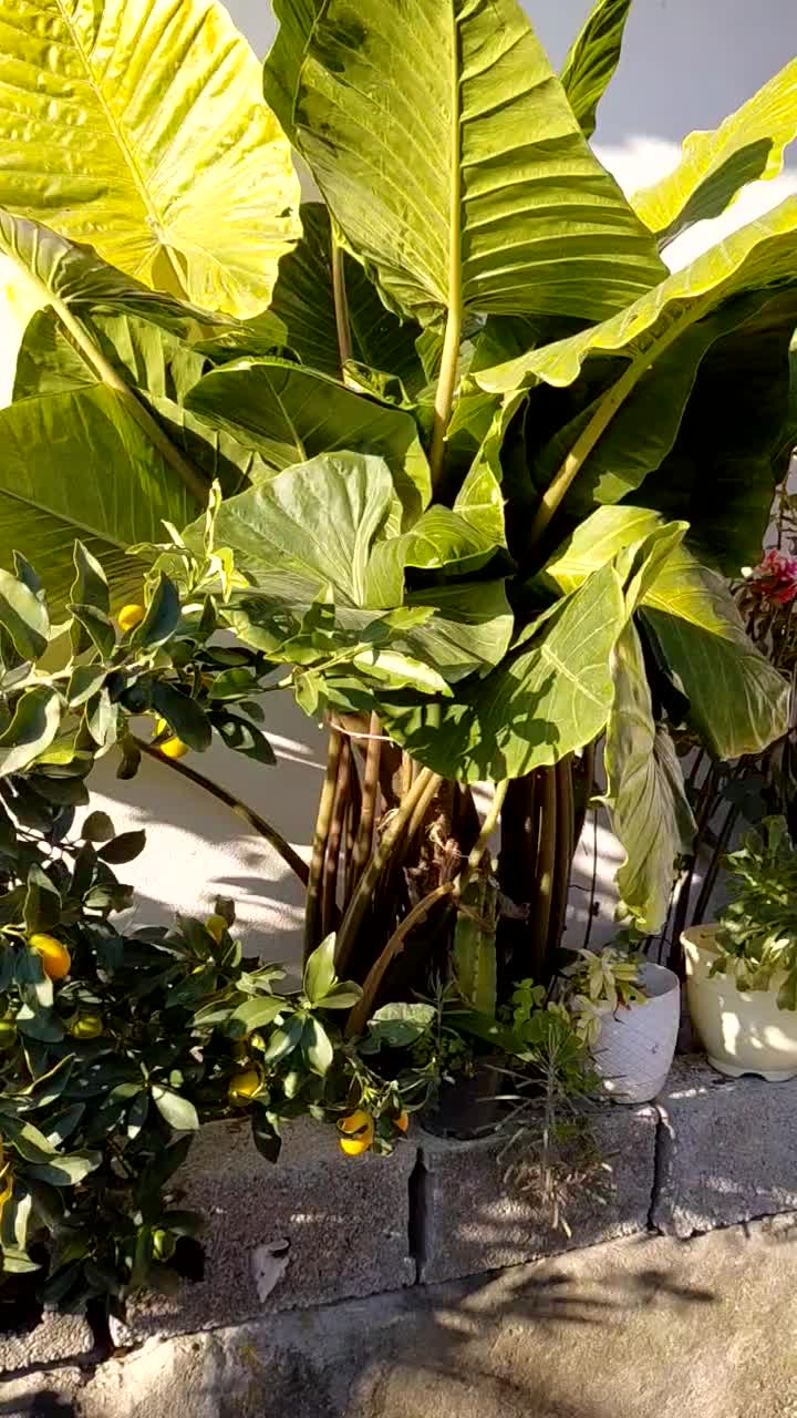 بابا ادم|گل و گیاه طبیعی|واجارگاه, |دیوار