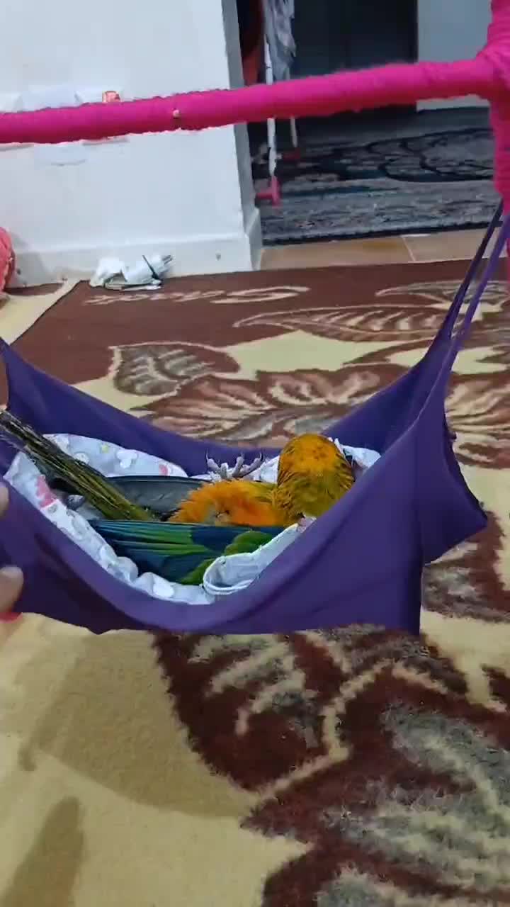 پرنده|پرنده|اهواز, بهارستان|دیوار