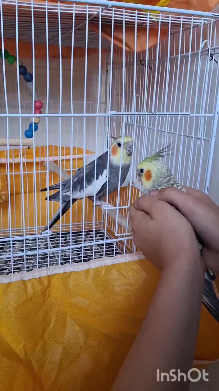 عروس هلندی|پرنده|فاضل آباد, |دیوار