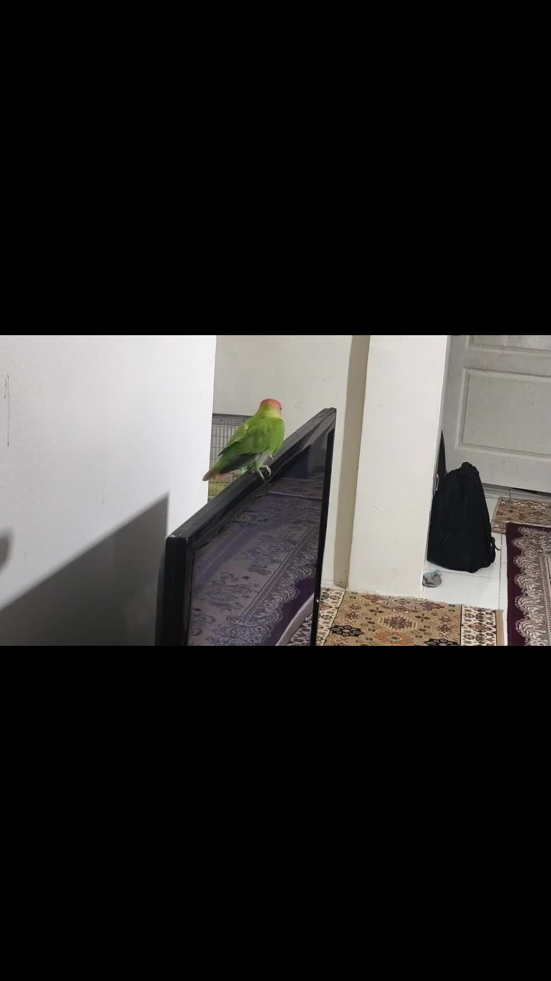 طوطی برزیلی کوتوله|پرنده|شریف‌آباد, |دیوار