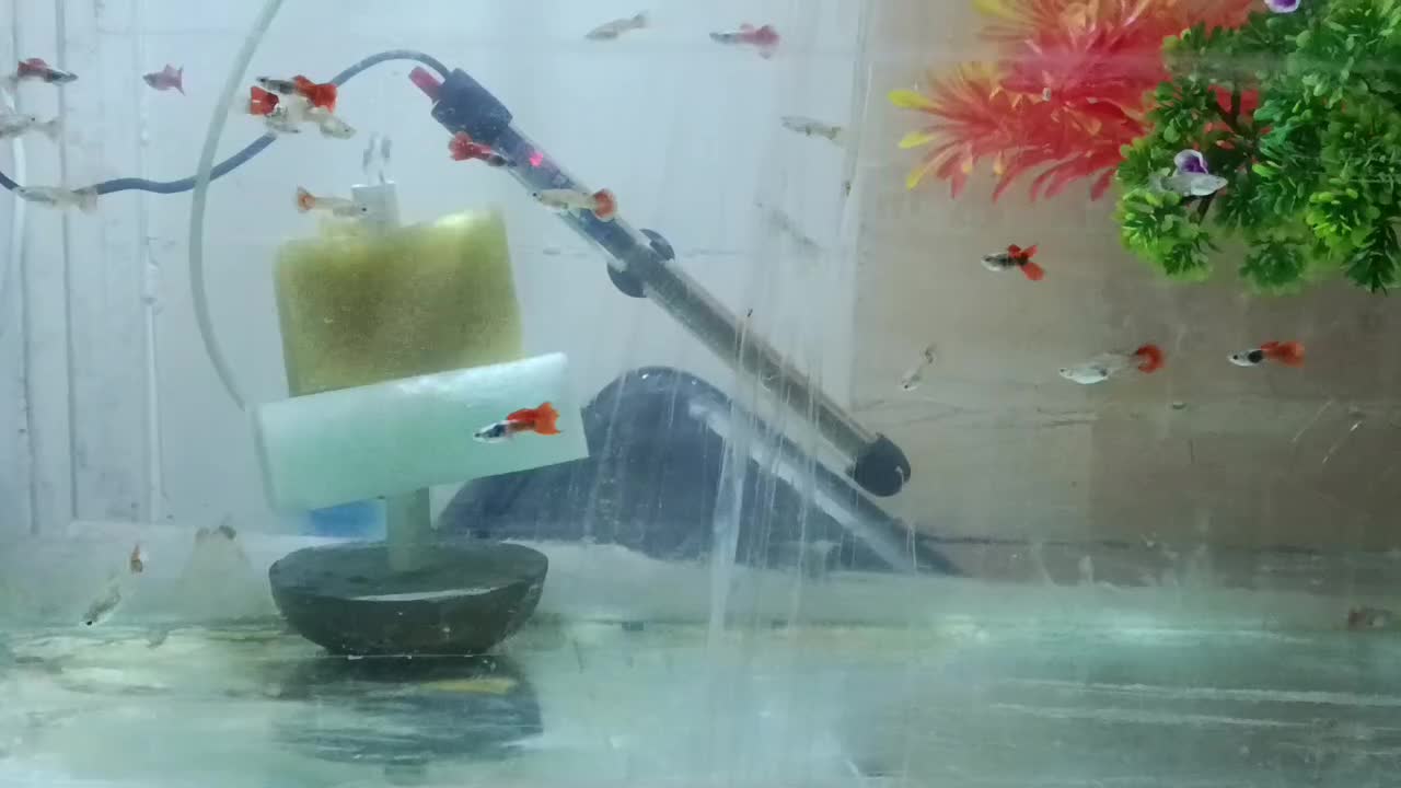 ماهی گوپی دامبو ردتیل با بهترین گرید و کیفیت|ماهی|پاکدشت, پاکدشت (مامازند)|دیوار