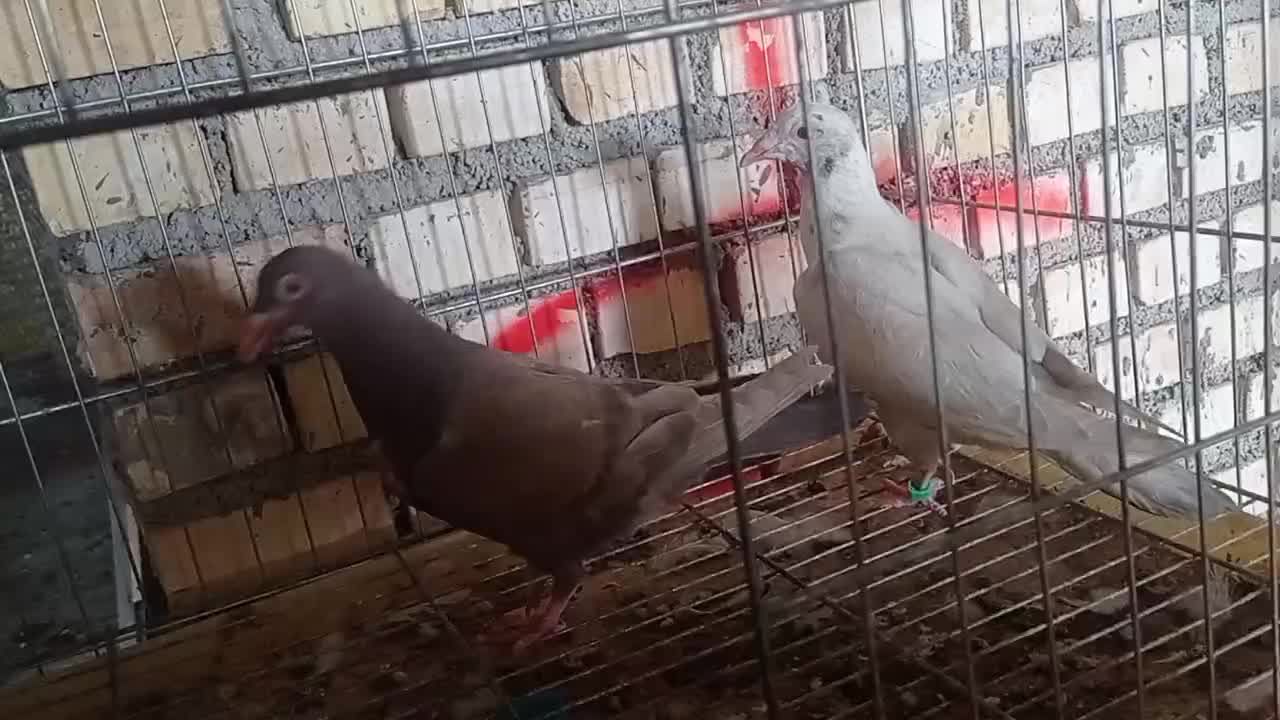 کبوتر|پرنده|بهبهان, |دیوار