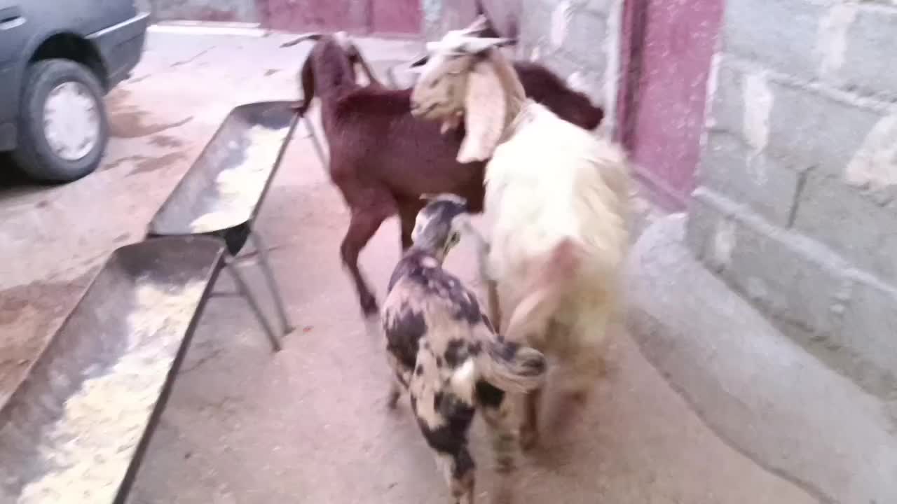 بزماده|حیوانات مزرعه|اسلامآباد غرب, |دیوار