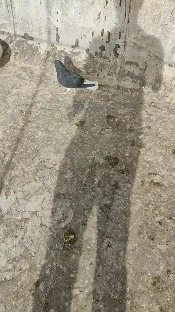 چپ وخوشرنگ|پرنده|شیراز, کوشک میدان|دیوار