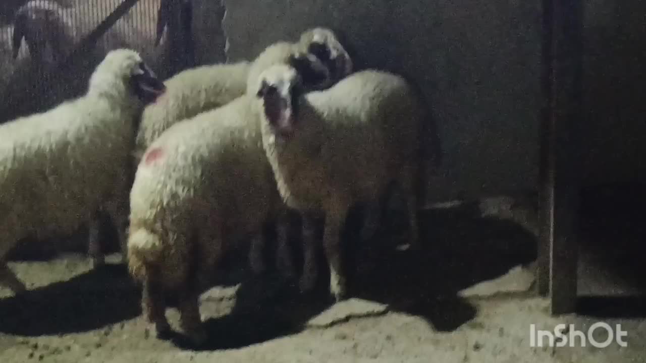 بره ماده سنجابی|حیوانات مزرعه|سرپل ذهاب, |دیوار