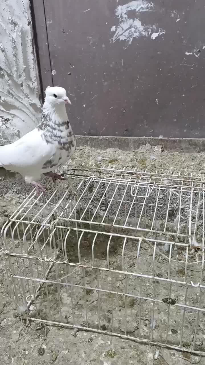 طوقی|پرنده|دره شهر, |دیوار