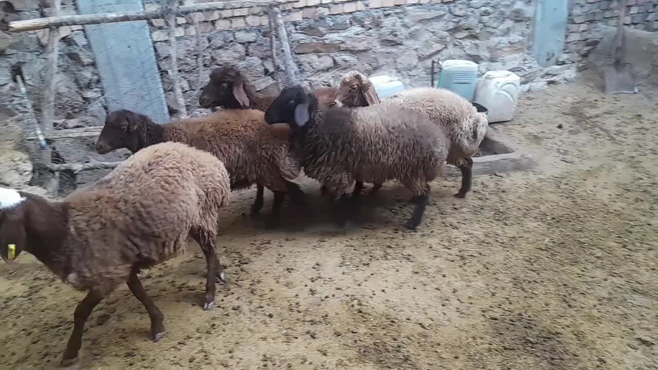 بره ماده همو و هترو|حیوانات مزرعه|بجنورد, |دیوار