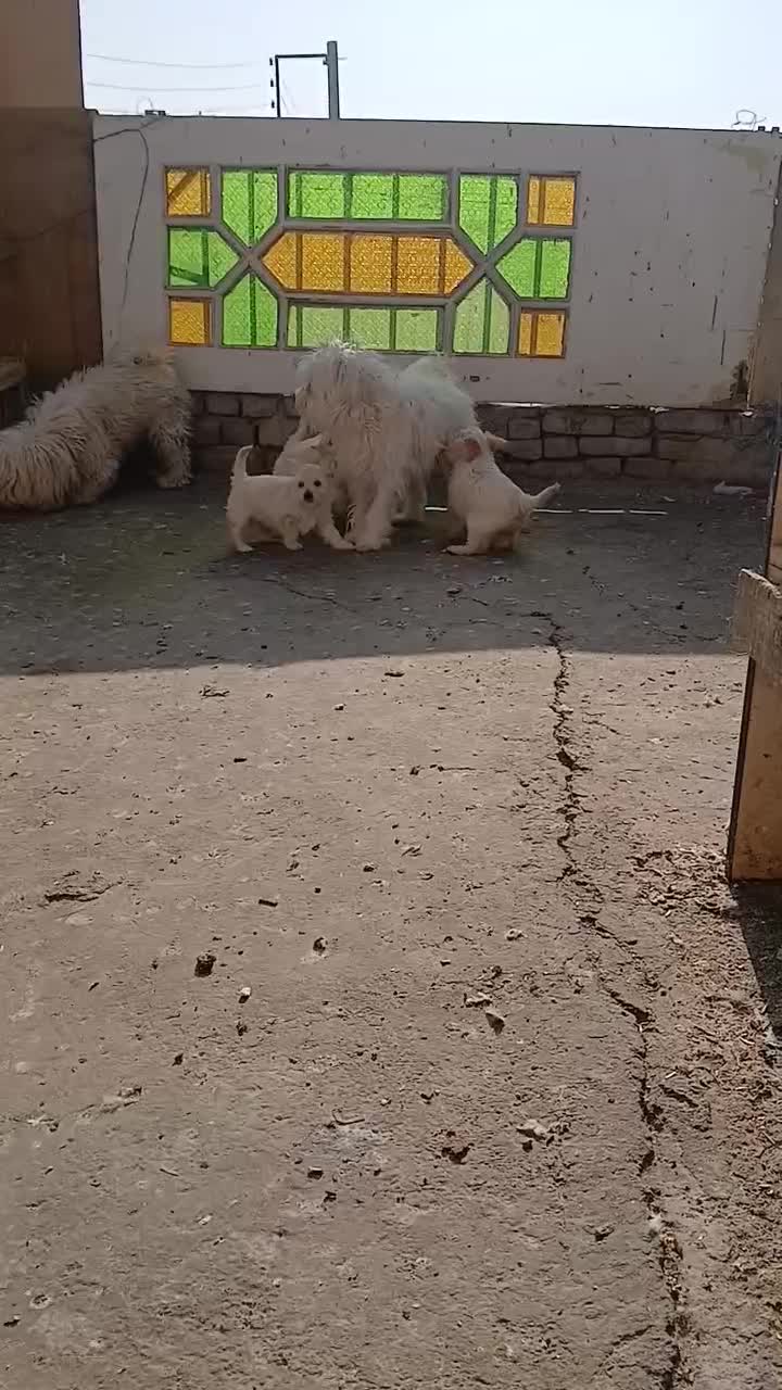 سگ شیتزو کراس|سگ|اصفهان, شمس آباد|دیوار