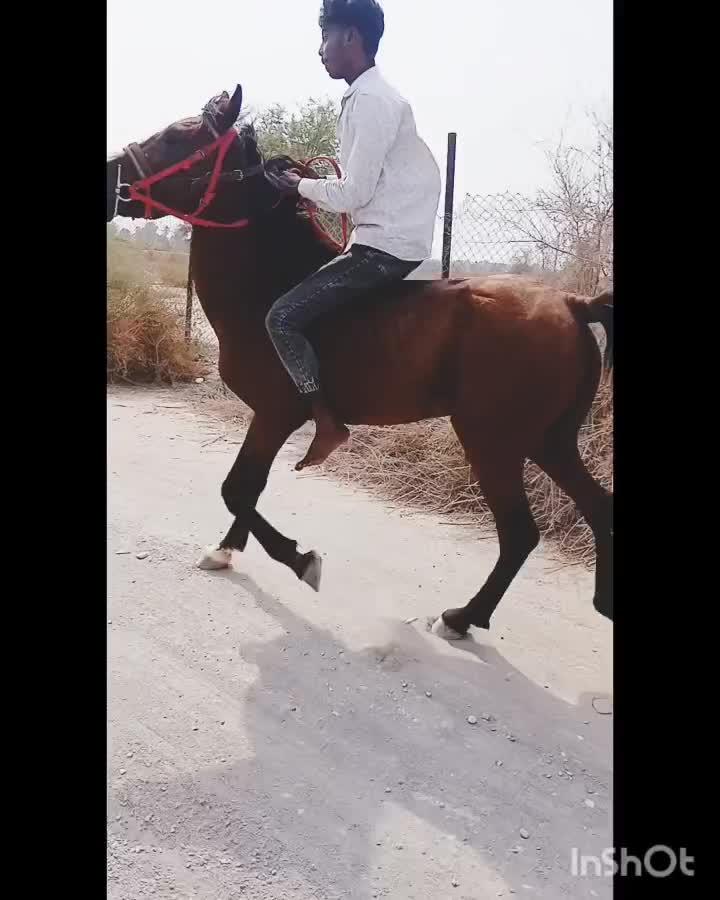 اسب|اسب و تجهیزات اسبسواری|میناب, |دیوار