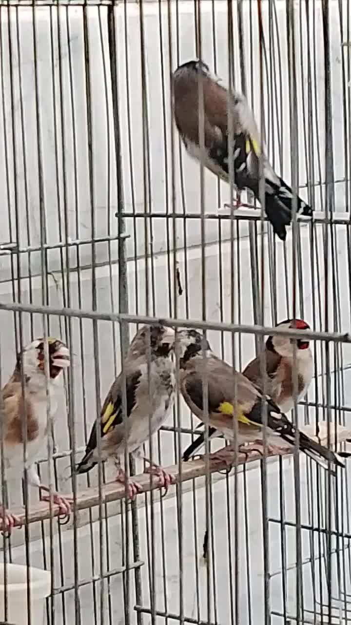 سهره ماده|پرنده|تهران, مینای شمالی (مخبر)|دیوار