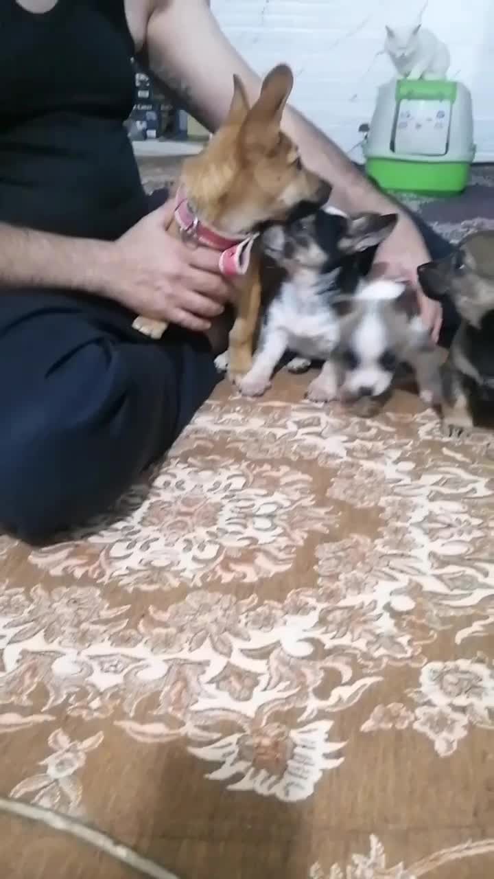 سگ شیواوا|سگ|کرمانشاه, |دیوار