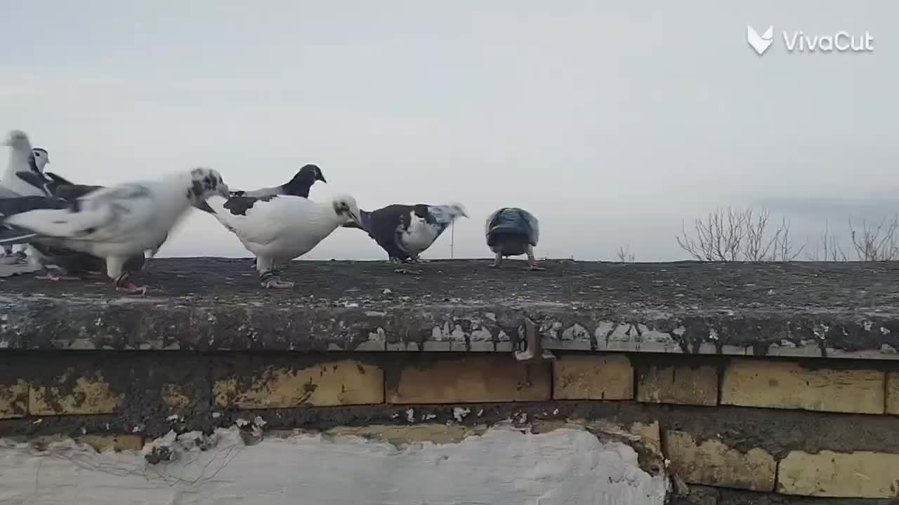 کفتر|پرنده|قلندر آباد, |دیوار