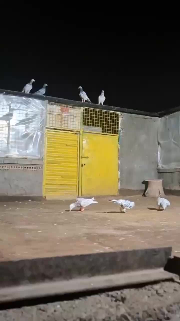 کبوتر پرشی|پرنده|مشهد, سجادیه|دیوار