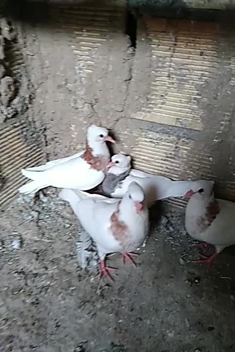 جوجه طوقی|پرنده|مبارکه, |دیوار